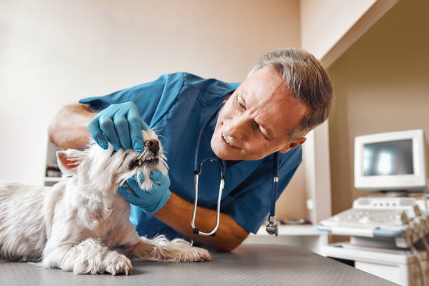 Best 24-Hour Emergency Dentist in Homewood, IL